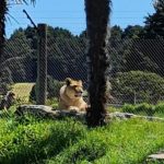 Zoo threatens to kill 5 lions more after ALREADY putting 2 down unless the park is saved & the deadline has passed
