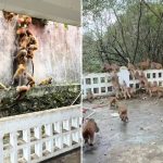 Shocking moment screeching army of nearly 100 monkeys pours down mountain
