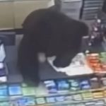 Horror moment ferocious black bear chases screaming boy, 11, into store before leaping over counter to get at him