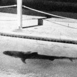 How vicious shark vomited up chopped off human ARM in front of horrified aquarium crowd sparking gangland murder mystery