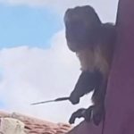 Horror moment burglar monkey brandishes a KNIFE after swiping a coffee pot in latest home raid amid reign of terror