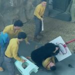 Shocking moment bear ATTACKS zoo worker after being sent into frenzy by smell of treats as staff try to fight beast off