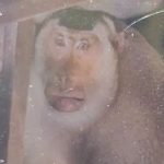 Pensioner bitten to death by wild monkey after trying to fight off crazed macaque when it broke into his home