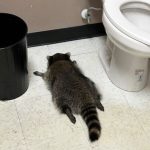 Drunk raccoon caught passed out in liquor store behind other ‘break-ins’ as ‘serial offender’ suspected of crime spree