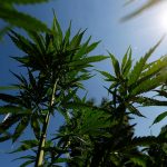 Trump Signs Order to Loosen Restrictions on Marijuana: What to Know