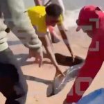 Tourist hospitalised after being attacked by huge EEL on Brit holiday beach… as vid shows lifeguard grappling with beast