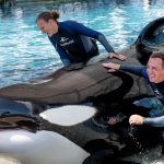 Beloved SeaWorld orca Katina known for sticking tongue out and ‘speed swimming’ dies age 50 in Orlando