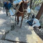 Shock moment clueless tourist staring at his phone is knocked down mountainside by mule carrying cargo up path