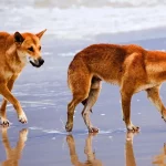 Teen woman, 19, found dead surrounded by dingoes just minutes after going for a swim on popular backpacker island