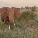 Terrifying moment charging elephant rams into safari jeep as panicked tourists scream