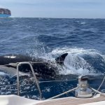 ‘Gladiator’ killer whale gang terrorising boats off Spain ‘speaking their own language that’s never been heard before’