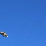 Terrifying moment helicopter being flown by second chopper breaks free and falls to the ground after harness failed