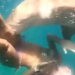 Horror moment tourist is bitten by shark that tries to drag her into depths as snorkelling trip goes horribly wrong