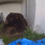 Giant 550lb squatter black bear living under LA home FINALLY leaves after month-long visit – thanks to homeowner’s trick