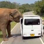 Horror moment elephant attacks tourist van forcing terrified family to flee after beast tore off door when offered food
