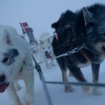 Inside Greenland’s elite ‘dog sled army’ who SHOOT polar bears & patrol in -55C in landscape where others dare not tread