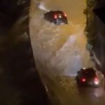 Dramatic moment huge waves smash into cars driving along coastal road as panicked motorists try to flee floodwater