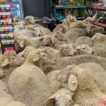 Bizarre moment flock of sheep storm supermarket with ewes causing havoc knocking over glass bottles and pooing in aisles