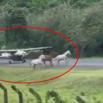 Terrifying moment band of horses invade airport runway and gallop onto tarmac – just as plane comes in to land