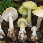 Four people killed after eating death cap mushroom amid warning to avoid foraging as lethal fungus spreads in California