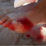 At least 40 swimmers injured in horror mass piranha attack as lifeguards order emergency evacuation