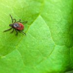 It’s Going to Be a Bad Tick Season. Here’s How to Protect Yourself